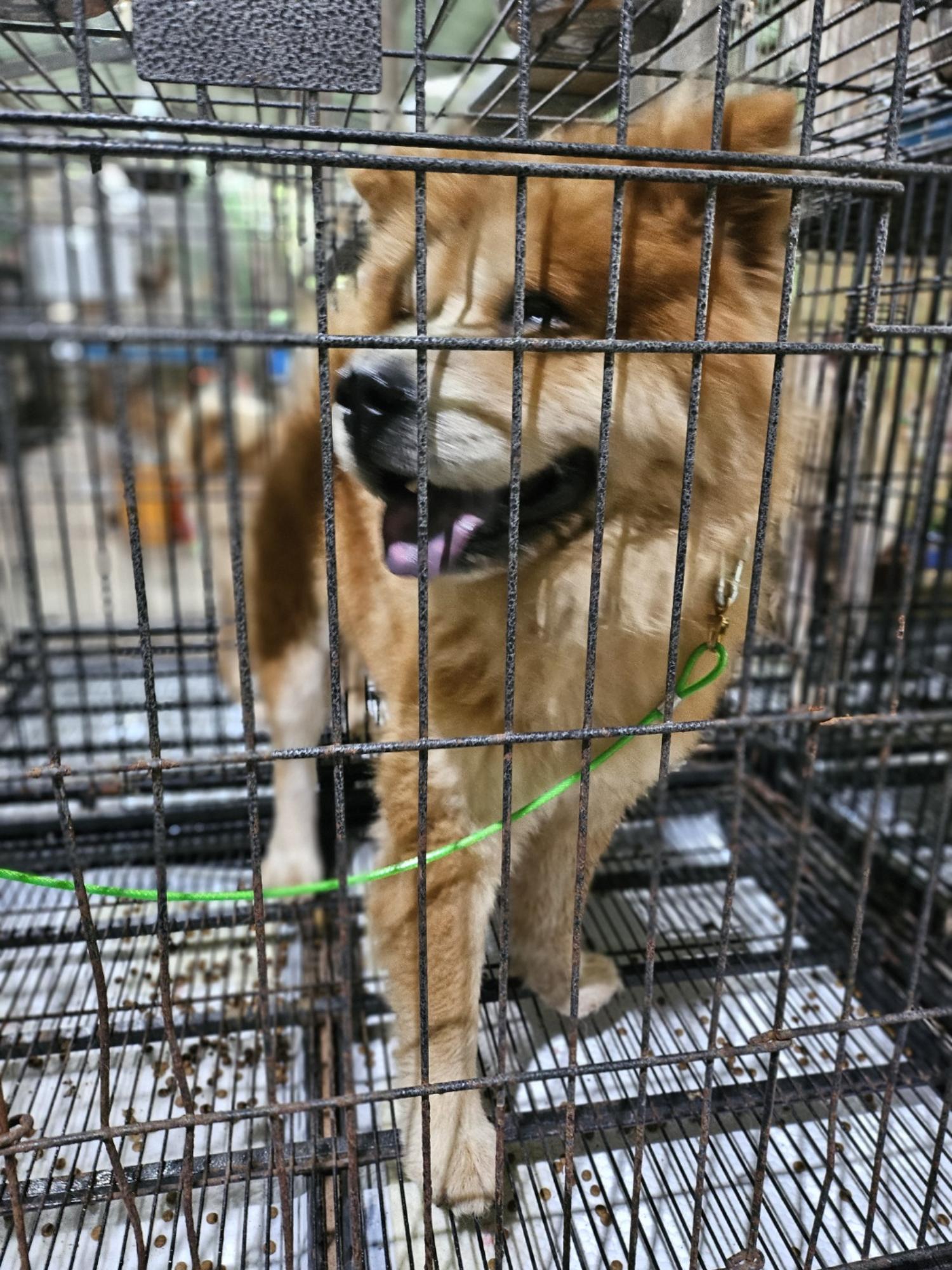 정읍시 동물보호소_445469202401625
